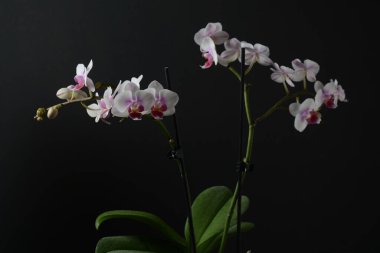 Beyaz ve pembe orkide. Siyah arkaplanda orkide dalları.
