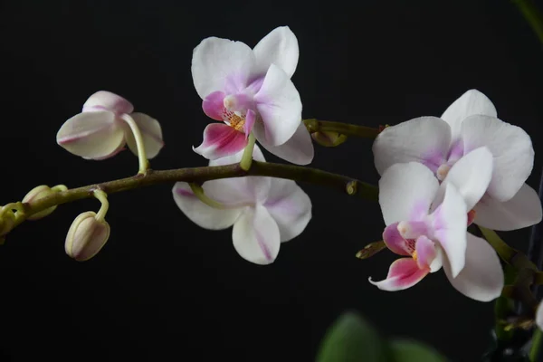 Branco Com Orquídea Rosa Ramos Orquídea Sobre Fundo Preto — Fotografia de Stock