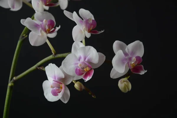 Weiß Mit Rosa Orchidee Äste Von Orchideen Auf Schwarzem Hintergrund — Stockfoto