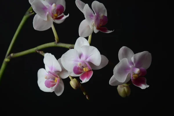Beyaz Pembe Orkide Siyah Arkaplanda Orkide Dalları — Stok fotoğraf