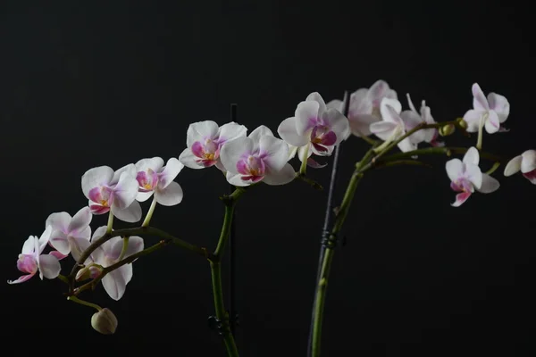 Fehér Rózsaszín Orchideával Orchidea Ágak Fekete Háttér — Stock Fotó