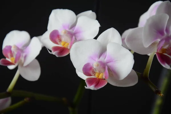 Bílá Růžovou Orchidejí Větve Orchideje Černém Pozadí — Stock fotografie