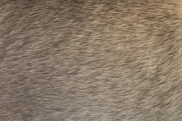 Pug hond haar textuur, close-up foto van beige hond haar — Stockfoto