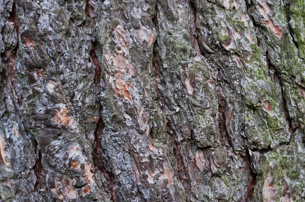 Ağaç kabuğu. Doğal ahşap doku, ahşap yüzey