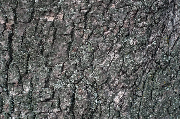 Huge oak bark as background close up — Stock Photo, Image