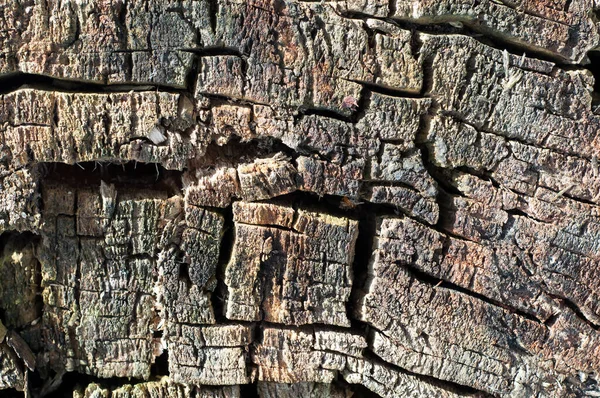 Tronco de pinheiro rachado em secção transversal . — Fotografia de Stock