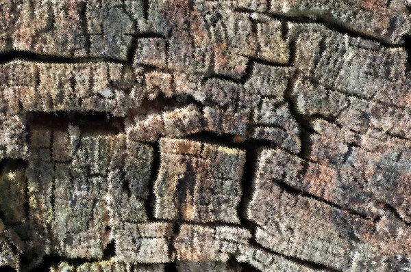 Cracked tree trunk in color section, Pattern — Stock Photo, Image