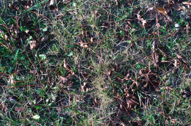 Yeşil çimlerde sonbahar yaprakları.