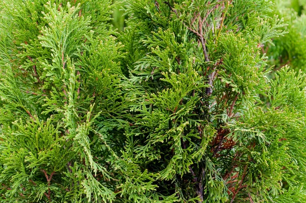 울창 한 푸른 나무 가지들이 있노라. 잎의 크기가 비슷 한 녹색 침엽수 식물입니다. 송이송이 달린 나무. Cypress family. 벽돌 벽에 붙어 있는 주니퍼 녹색 부시 — 스톡 사진