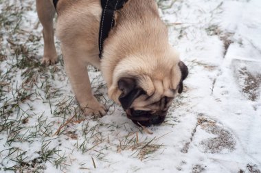 Köpek yavrusu ilk karı kokluyor.