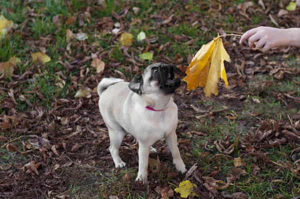 Un chiot de carlin joue avec une feuille d'automne jaune de la main — Photo