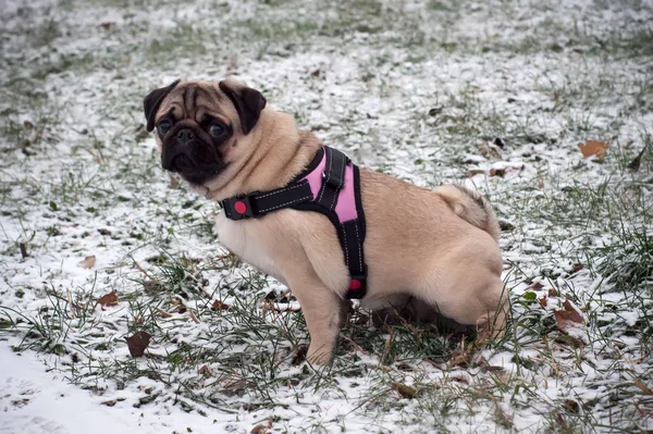 Girl dog pug puppy in a pink leash pees in snow — Stock Photo, Image