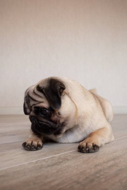 Tatlı pug kendinden emin değilken gözlerini kaçırıyor ve yerde yatıyor.