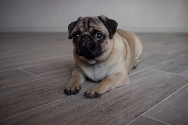 Cute expression pug dog, pug lying on the floor in room and looking at camera