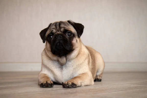 Cute expression pug dog, pug lying on the floor in room and looking at camera — 스톡 사진