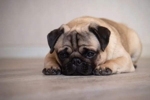 Симпатичная грустная собака-мопс лежит на полу в домашней комнате — стоковое фото