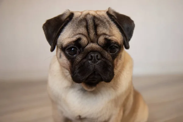 Cute dog pug breed have making funny face portrait — 스톡 사진