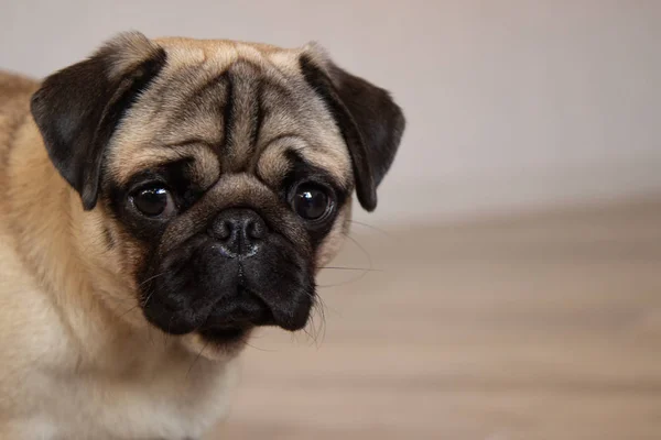 Bonito cão pug raça tem fazendo engraçado rosto retrato — Fotografia de Stock