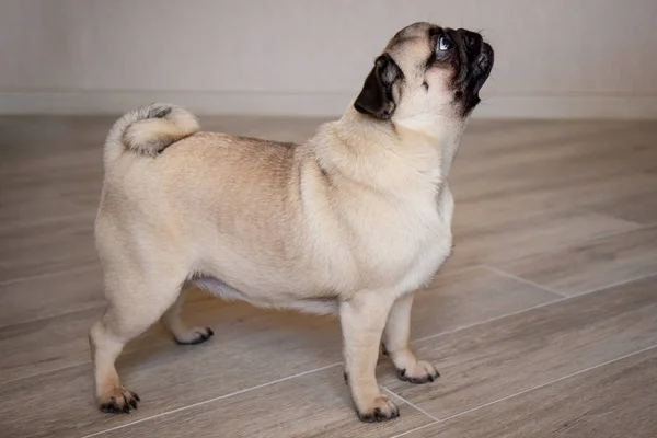 Vista lateral de um cão pug feliz com pele marrom de pé e olhando para frente — Fotografia de Stock