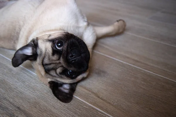 Bonito pequeno cão raça pug deitado no costas e implorando para jogar com ele — Fotografia de Stock