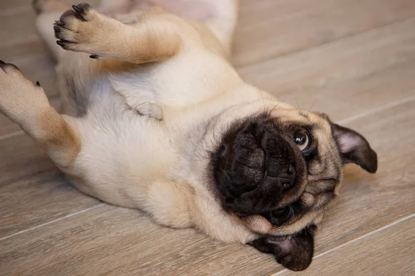 Χαριτωμένο σκυλάκι ράτσα σκυλιού ξαπλωμένο στην πλάτη και ικετεύοντας να παίξει μαζί του — Φωτογραφία Αρχείου
