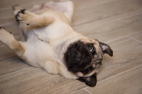 Cute small dog breed pug lying on back and begging to play with it — 스톡 사진