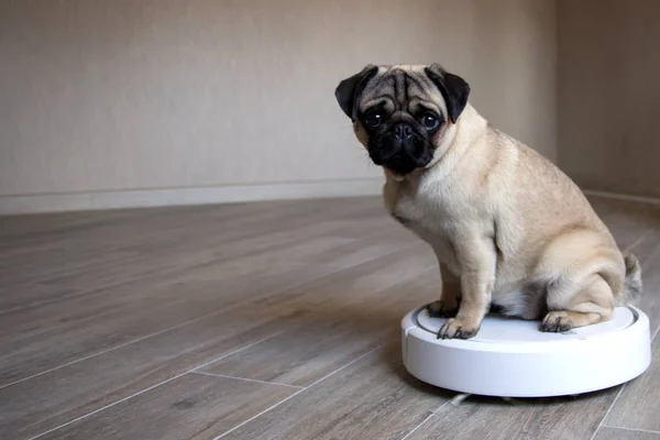 A pet pug is sitting on a white robot vacuum cleaner and controls the quality of cleaning