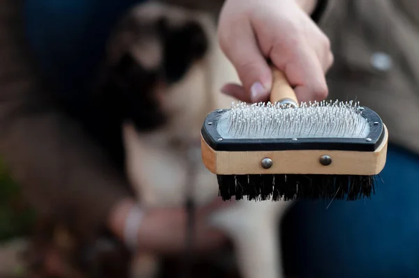 Cepillo de aseo, o peine profesional para perros, con trozos de piel blanca. Concepto de cuidado y tratamiento del pelo de perro — Foto de Stock