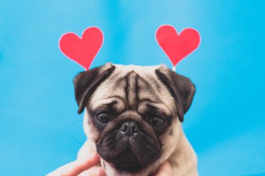 Kafasına kırmızı kağıt kalpler takan sevimli pug. Aşk köpekten gelir.