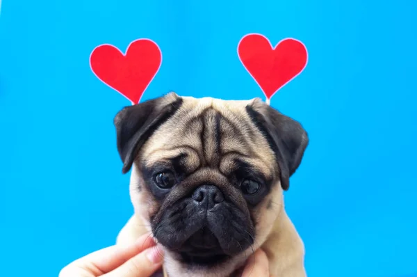 Cute pug wearing red paper hearts over his head. Love comes from the dog — 스톡 사진