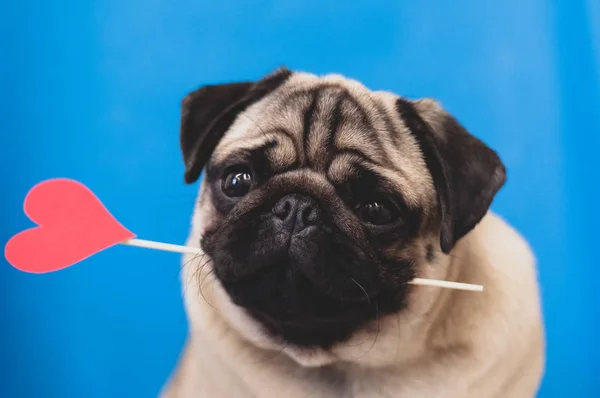 Cute pug dog holding paper heart on a stick in the mouth.give love.