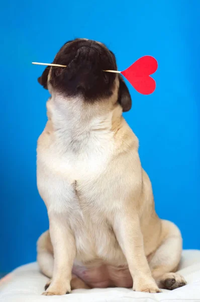 Cão pug bonito segurando coração de papel em um pau na boca.Dê amor . — Fotografia de Stock