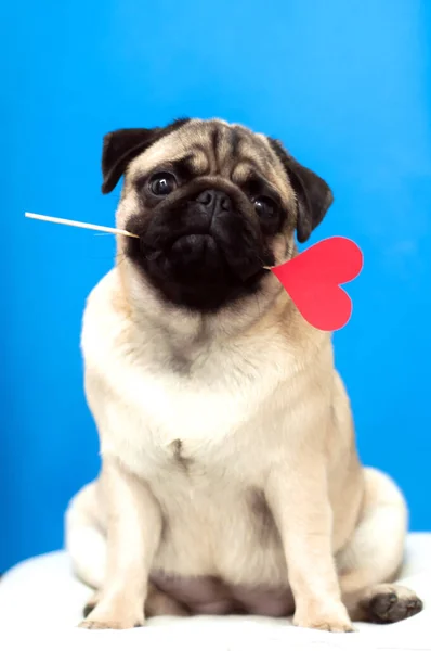 Lindo perro pug sosteniendo el corazón de papel en un palo en la boca. Dar amor . — Foto de Stock