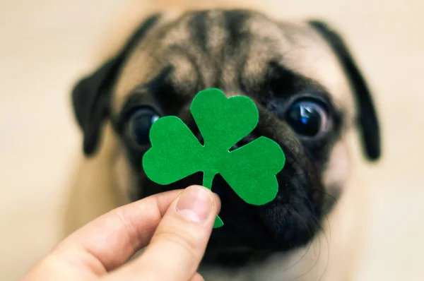 Aziz Patrick Günü kağıt yeşil yonca Bir pug köpeğinin burnunda — Stok fotoğraf
