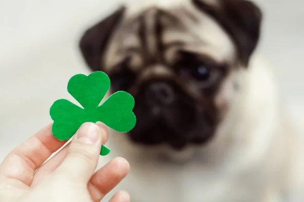 Kağıt yeşili yoncalı Aziz Patrick Günü köpeği. Bulanık pug — Stok fotoğraf