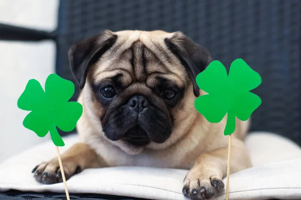 St. Patrick\'s Day dog pug with paper green clover