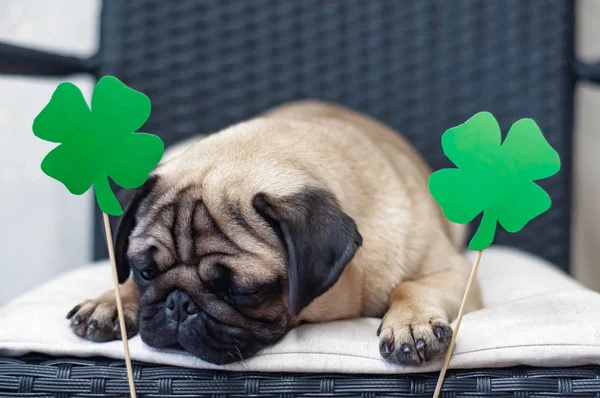 Psia mopsa z papierową zieloną koniczyną — Zdjęcie stockowe