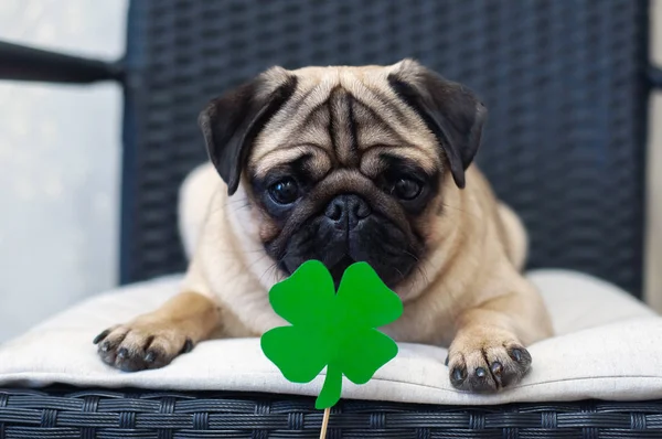 St. Patrick\'s Day dog pug with paper green clover