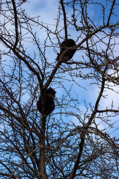 Mooie zwarte katten slapen op boom stam op lucht achtergrond — Stockfoto