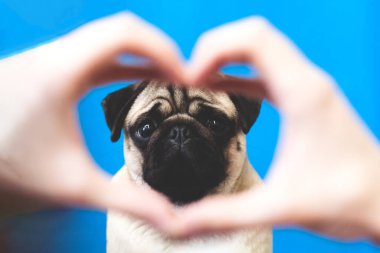 human hand forming a heart shape frame in the foreground with a pug dog in the middle on blue background.