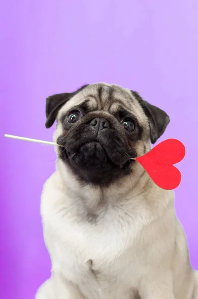 Cute pug dog holding paper heart on a stick in the mouth.give love — 스톡 사진