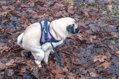 Köpek pug dışkısı kuru sonbahar çimlerine..