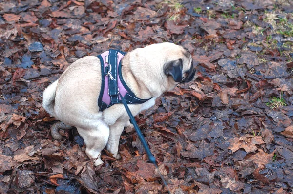 Köpek pug dışkısı kuru sonbahar çimlerine.. — Stok fotoğraf