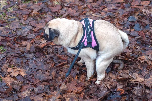 Köpek pug dışkısı kuru sonbahar çimlerine.. — Stok fotoğraf