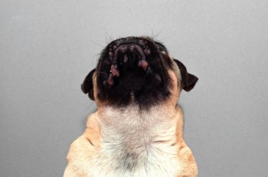 Yüzünde kırmızı iltihaplı yara olan bir köpek portresi. Köpek Alerjisi, Dermatit
