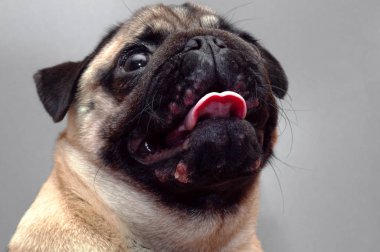 Yüzünde kırmızı iltihaplı yara olan bir köpek portresi. Köpek Alerjisi, Dermatit