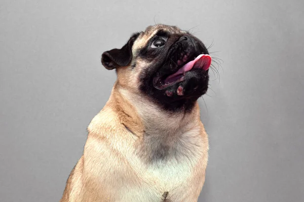 Portrait of a pug dog with red inflamed wounds on his face. Dog Allergy, Dermatitis — Stock Photo, Image