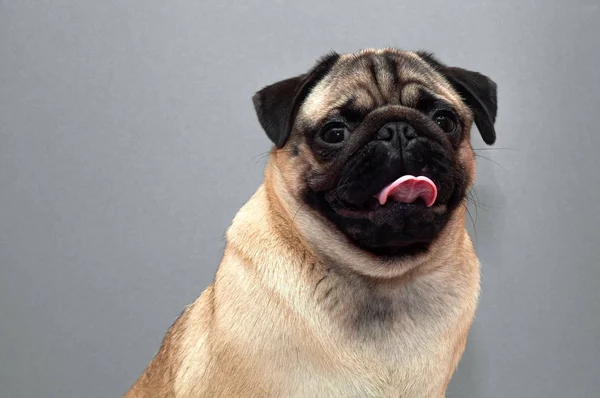 Retrato de hermosa perra cachorro con lengua sobresaliente — Foto de Stock