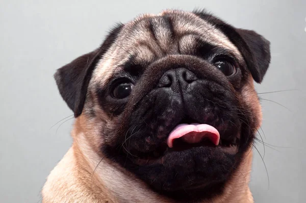 Portrét krásné fenky pug štěněte psa s vyčnívajícím jazykem — Stock fotografie