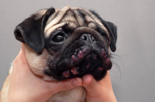 Portrait of a pug dog with red inflamed wounds on his face. Dog Allergy, Dermatitis